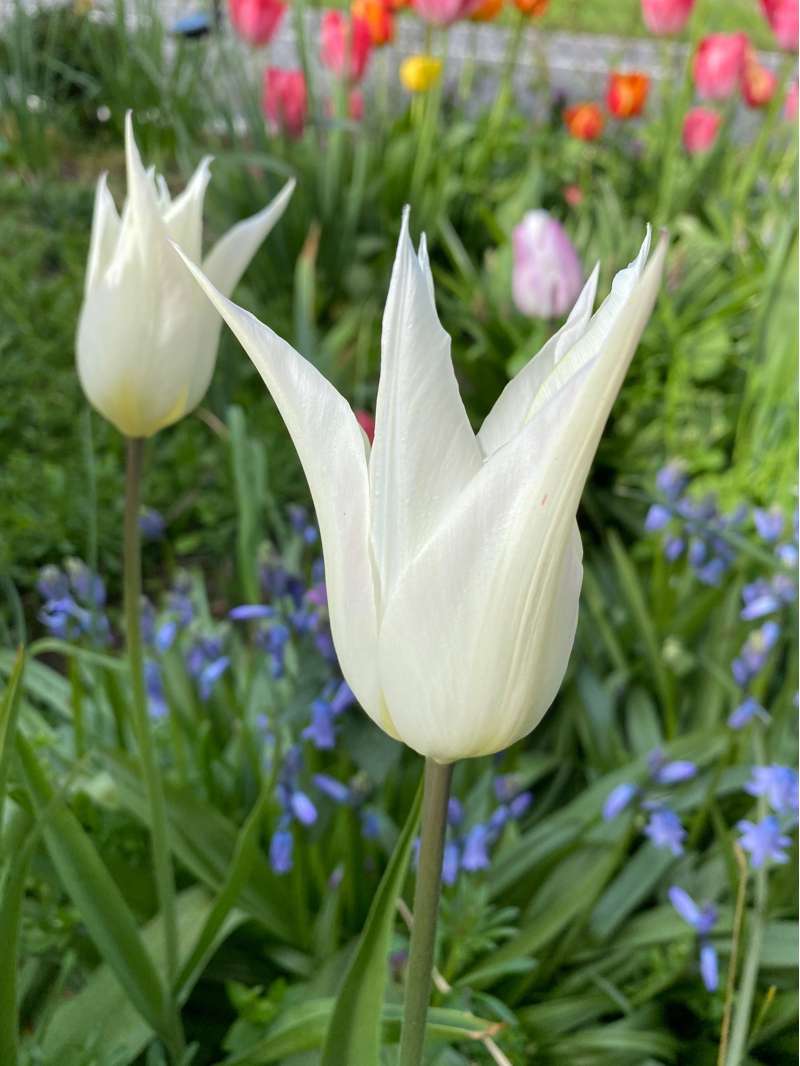 Tulipan 'White Triumphator'